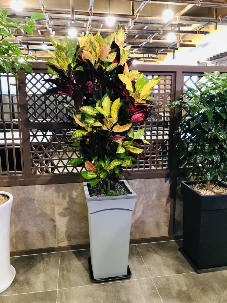 ��*�� �� �ֹ���, ��ۿϷ� ������� �Դϴ�.